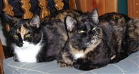 Friday-Evil_Cats.jpg