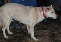 Saturday-Carmen_da_Dog.jpg