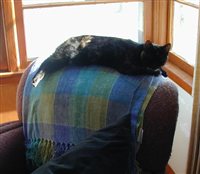 Saturday-Snug_Chair.jpg