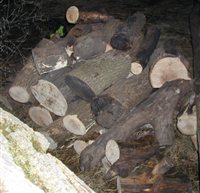 Saturday-Woodpile.jpg