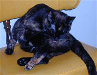 Sunday-ButtLickin_Cat.jpg
