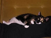 JONAS_Bob_Couch_Lay.jpg