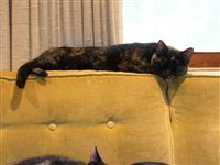 JONAS_Snug_Couch_Lay.jpg